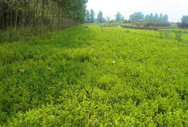 小叶黄杨图片基地实拍