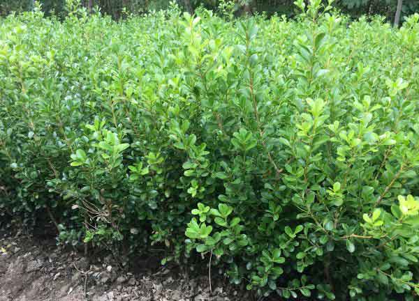 小叶黄杨图片基地实拍