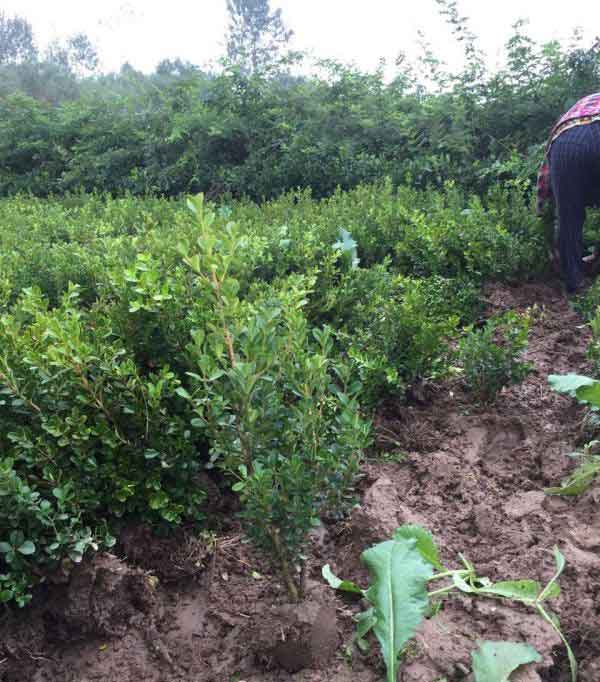 小叶黄杨图片基地实拍