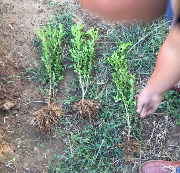 小叶黄杨图片基地实拍