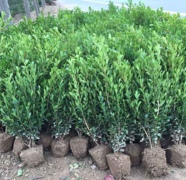 小叶黄杨图片基地实拍