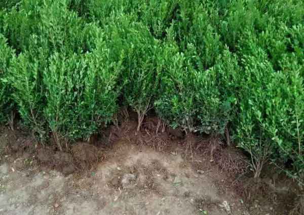 小叶黄杨图片基地实拍