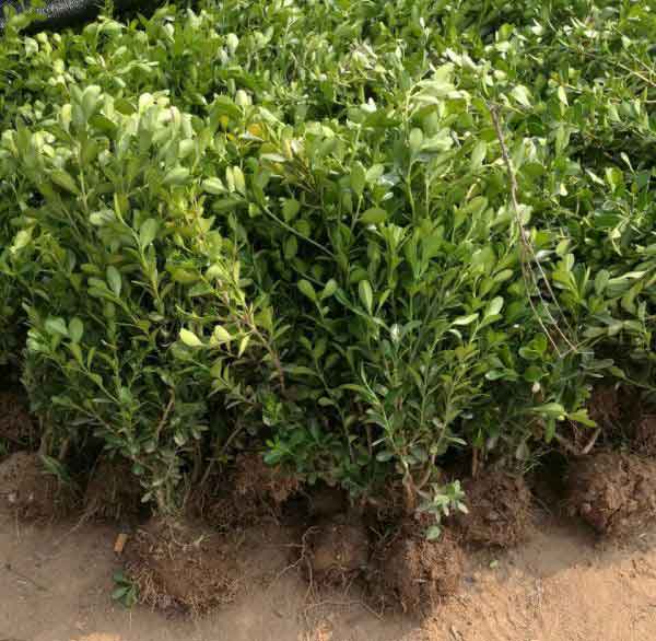 小叶黄杨图片基地实拍