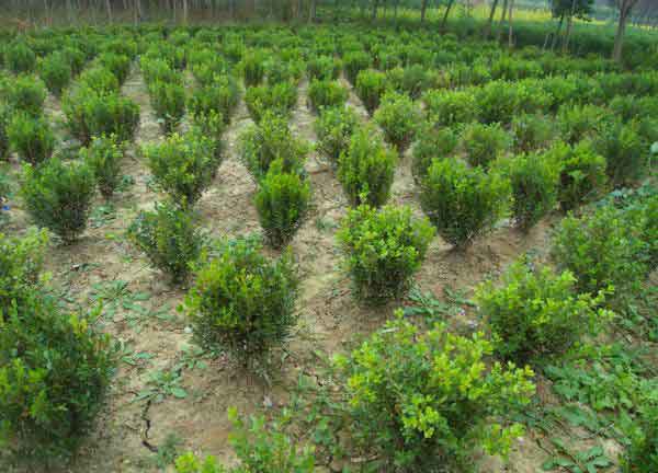 小叶黄杨图片基地实拍