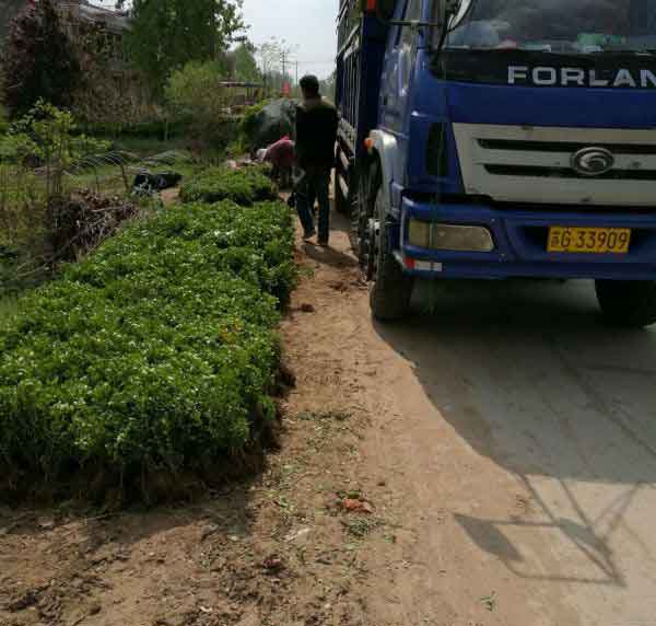 小叶黄杨图片基地实拍