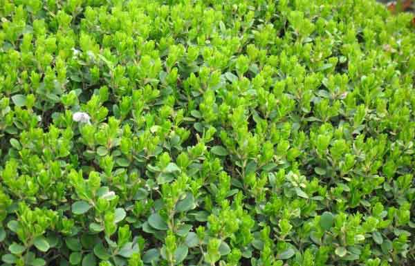 小叶黄杨图片基地实拍