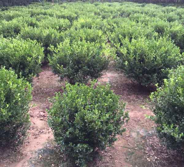 小叶黄杨图片基地实拍