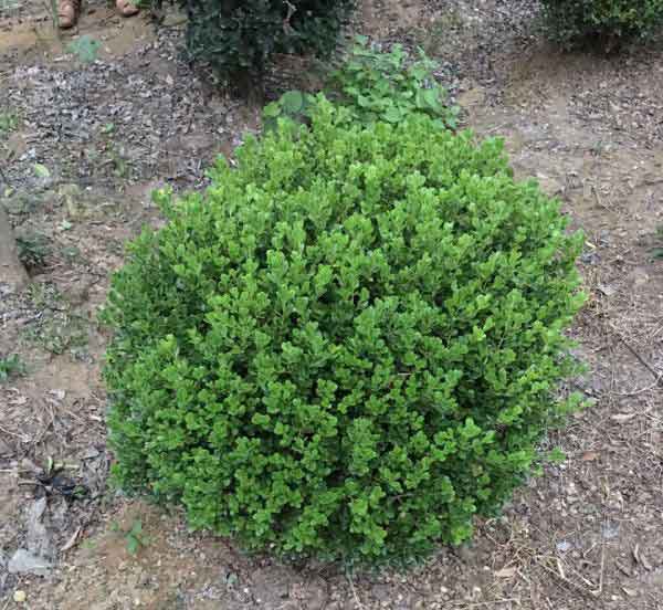 小叶黄杨图片基地实拍