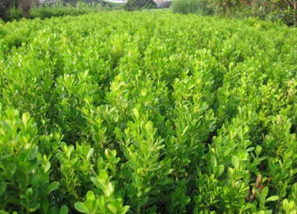 小叶黄杨图片基地实拍