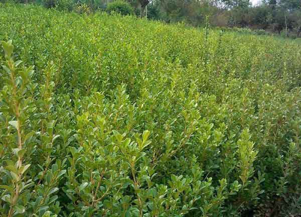 小叶黄杨图片基地实拍