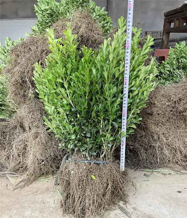 小叶黄杨图片基地实拍