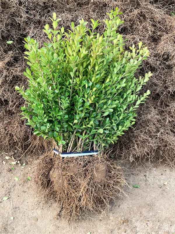 小叶黄杨图片基地实拍