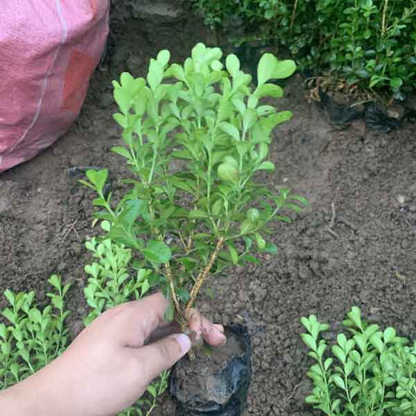 小叶黄杨图片基地实拍