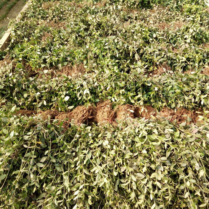 扶芳藤图片基地实拍