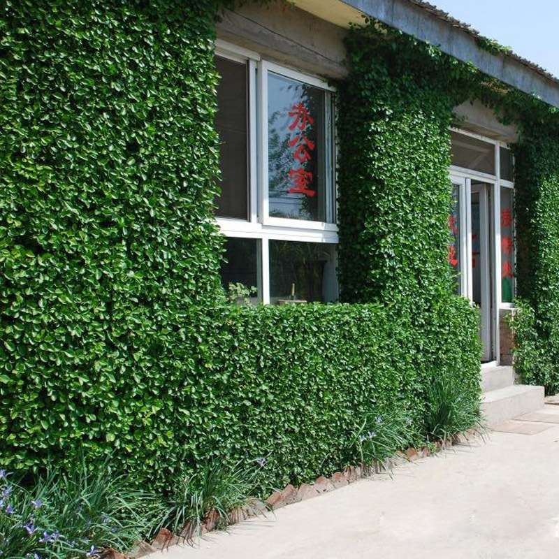 扶芳藤图片基地实拍