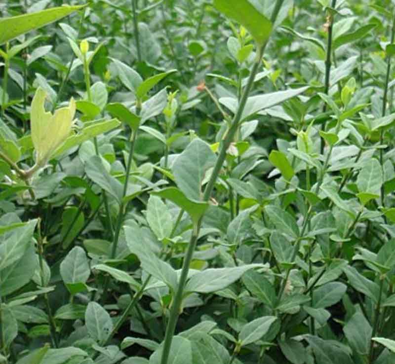 扶芳藤图片基地实拍