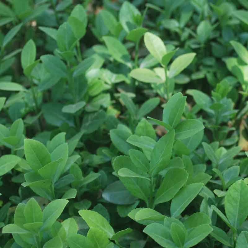 扶芳藤图片基地实拍