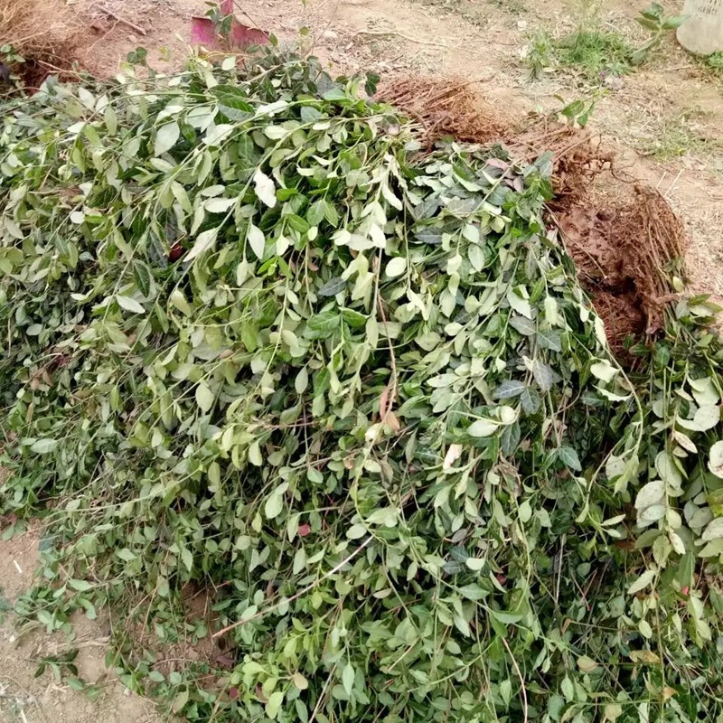 扶芳藤图片基地实拍