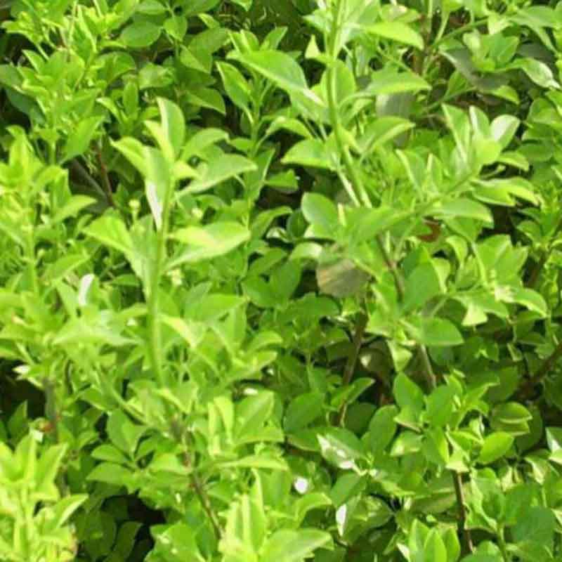 扶芳藤图片基地实拍