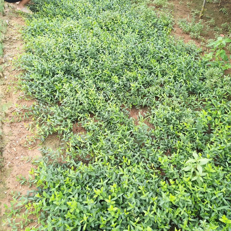 扶芳藤图片基地实拍