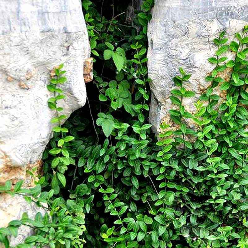 扶芳藤图片基地实拍