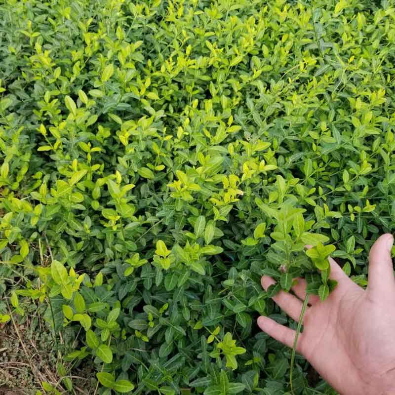 扶芳藤图片基地实拍