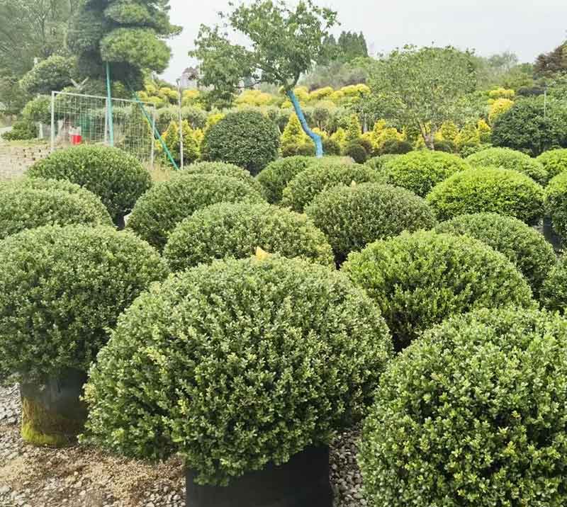 龟甲冬青容器苗