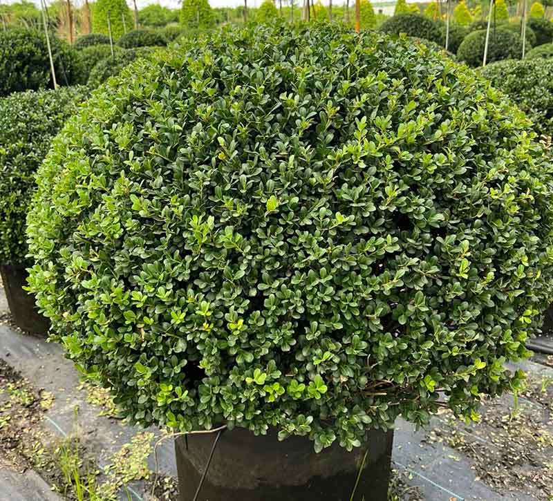 龟甲冬青容器苗