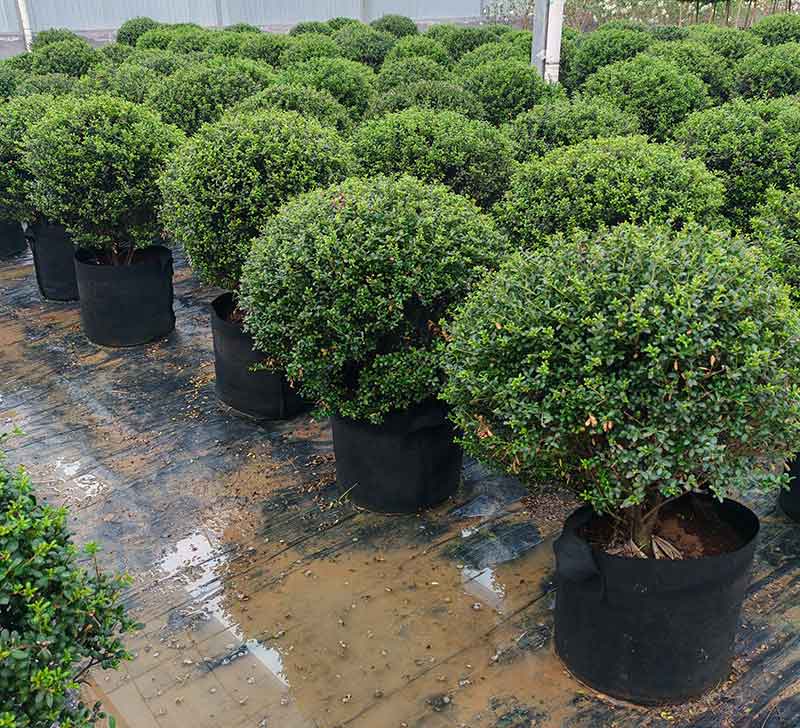 龟甲冬青容器苗