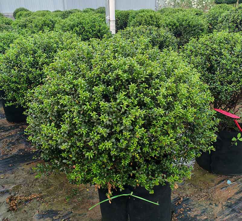 龟甲冬青容器苗