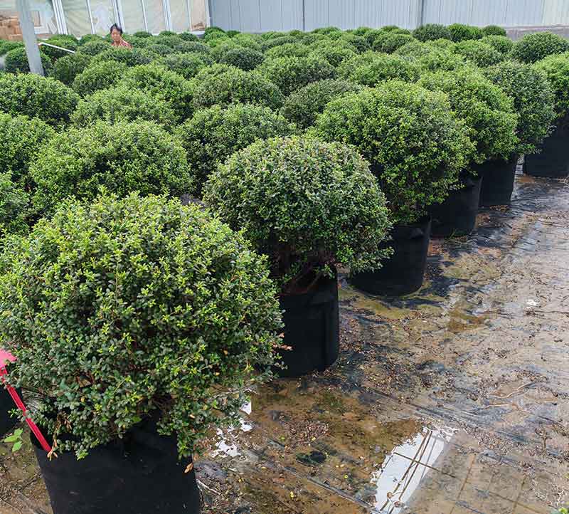 龟甲冬青容器苗