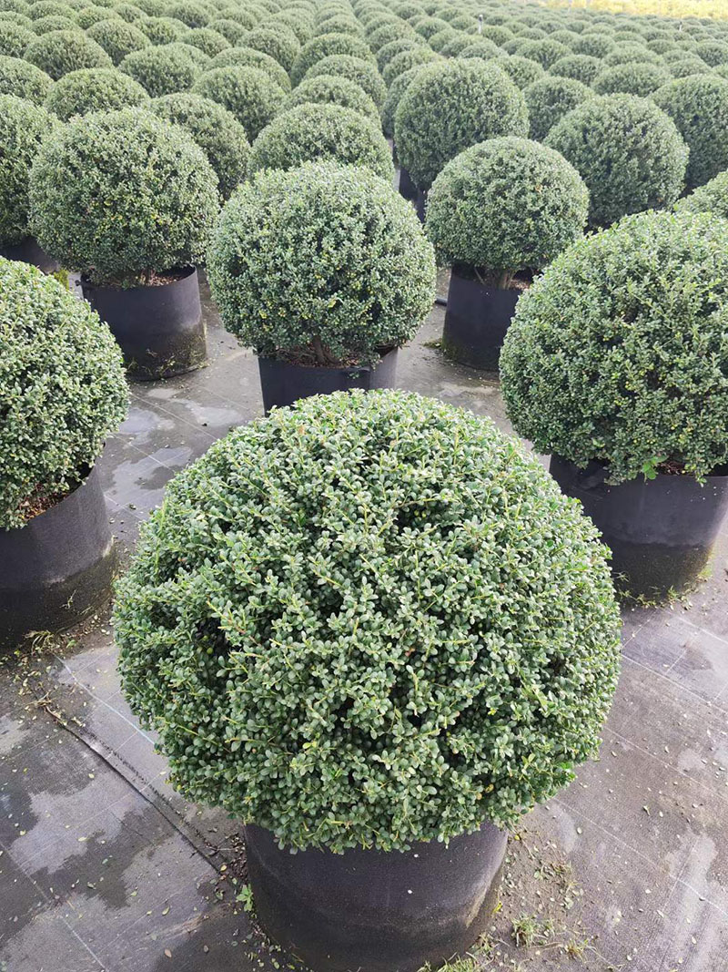 龟甲冬青球容器苗