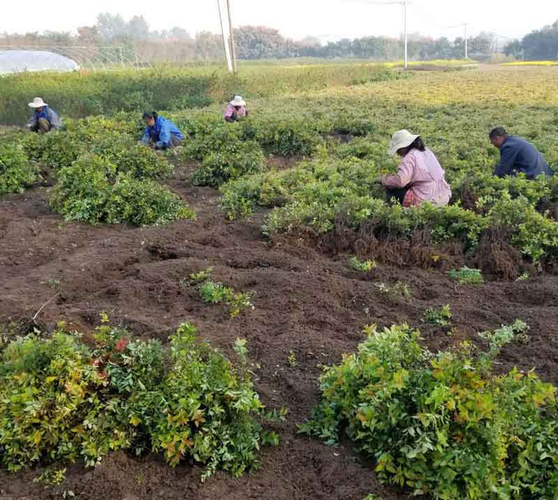粉花绣线菊苗木基地图片