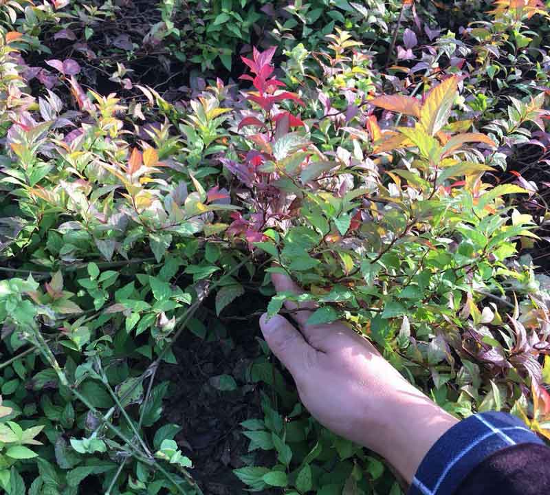 粉花绣线菊苗木基地图片