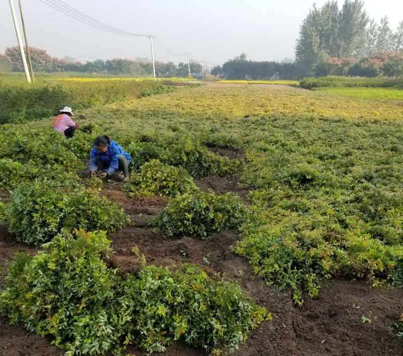 粉花绣线菊苗木基地图片