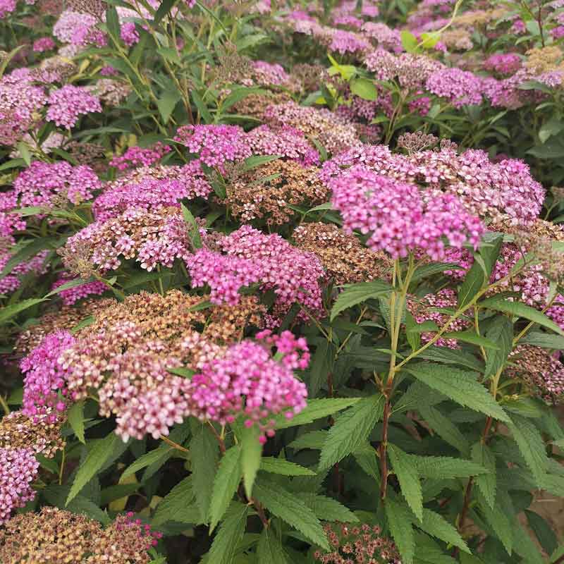 粉花绣线菊苗木基地图片