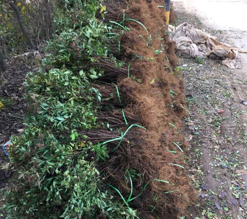 粉花绣线菊苗木基地图片