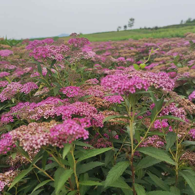 粉花绣线菊苗木基地图片
