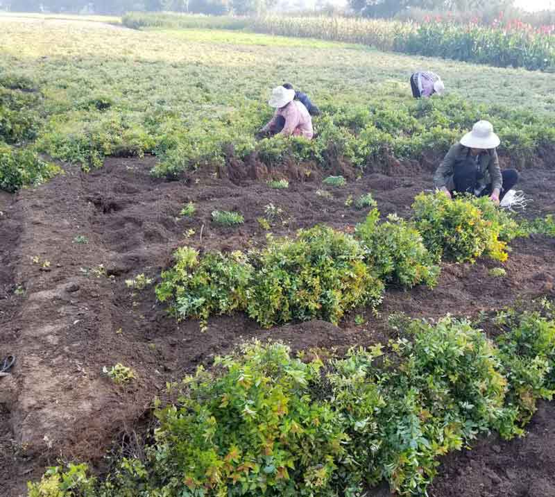 粉花绣线菊苗木基地图片