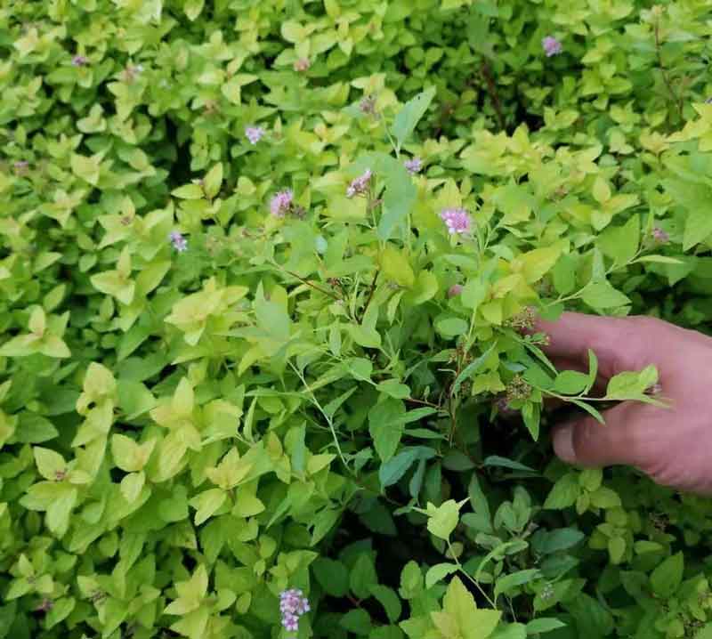 粉花绣线菊苗木基地图片