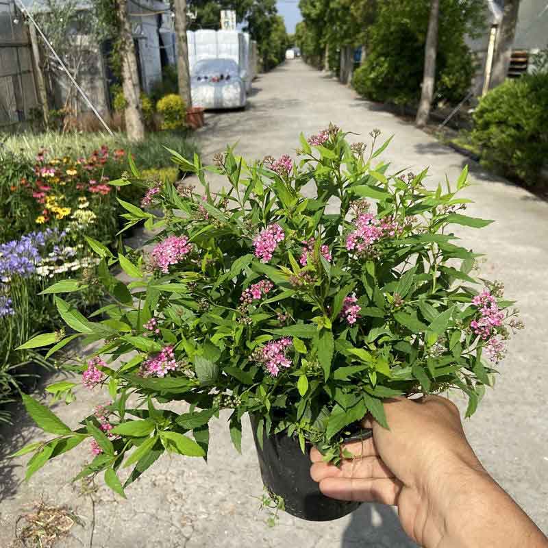 粉花绣线菊苗木基地图片