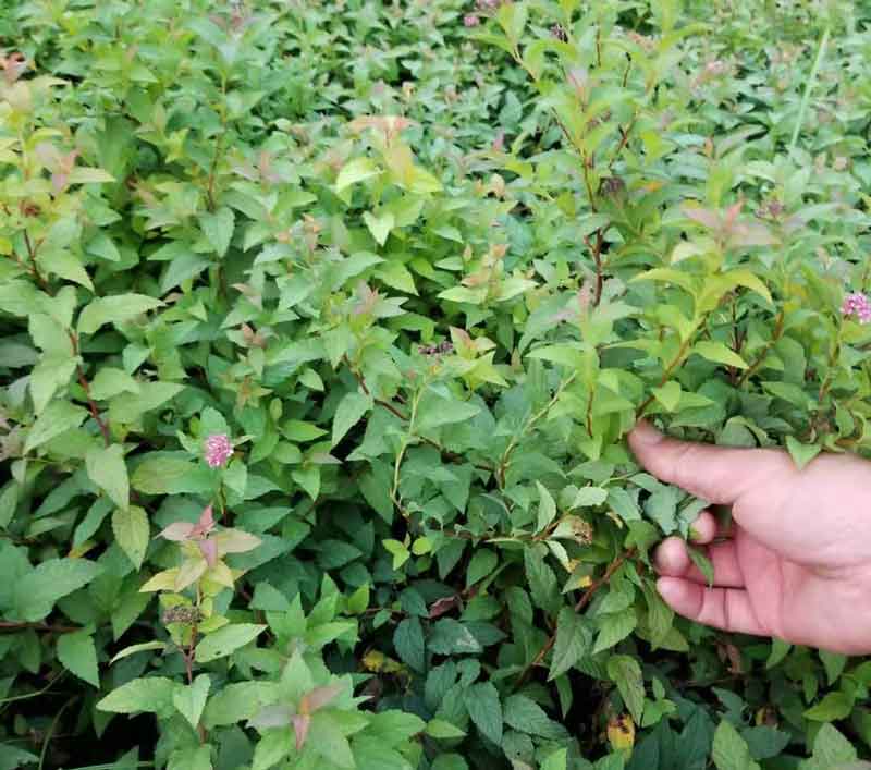 粉花绣线菊苗木基地图片