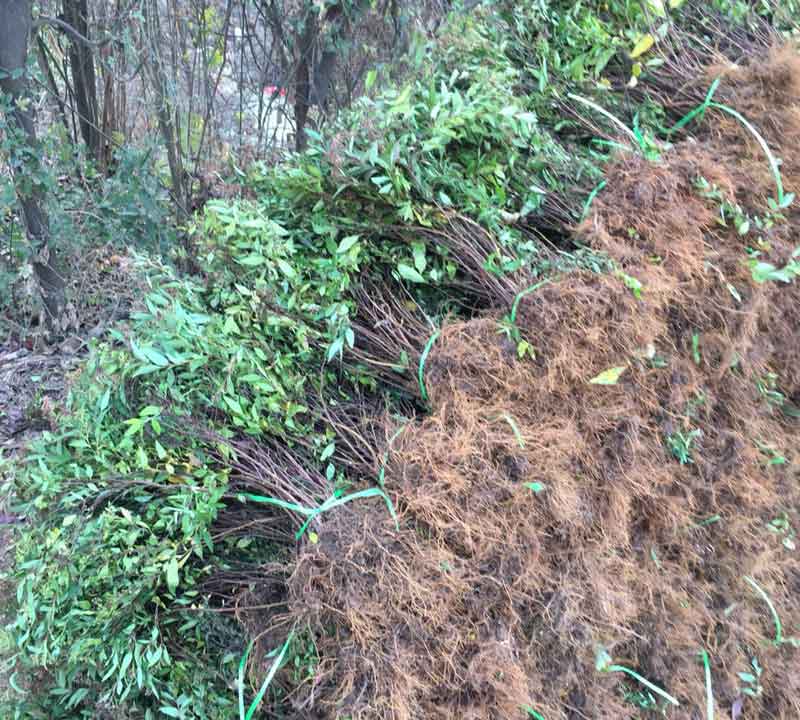 粉花绣线菊苗木基地图片