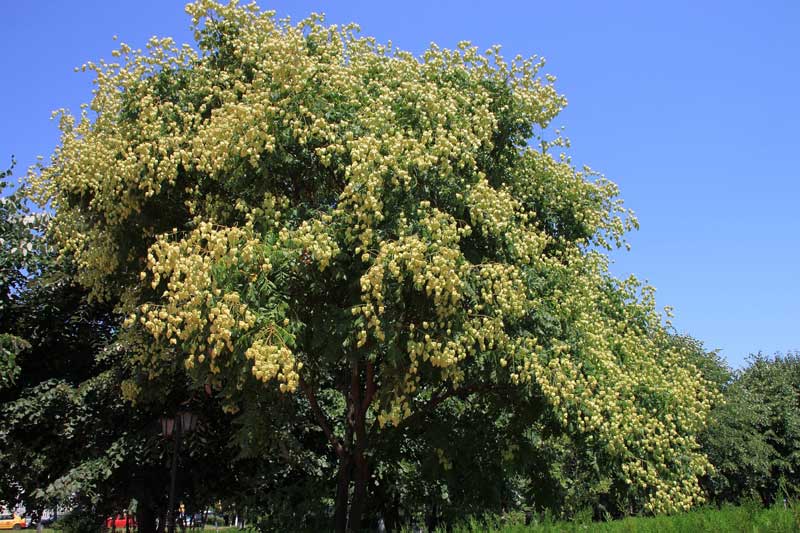 栾树什么时候开花？