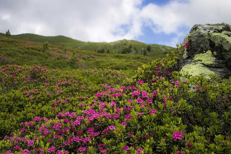 杜鹃花和映山红的区别